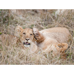 CALVENDO Puzzle CALVENDO Puzzle Emotionale Momente: Liebenswerte Lowenbabys \/ CH-Version Пазл CALVENDO Puzzle Эмоциональные моменты: милые львенки / Swiss version