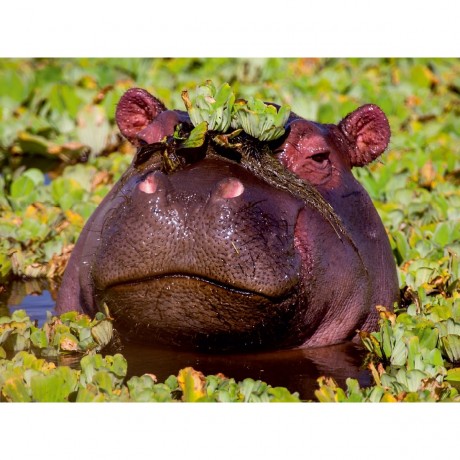 CALVENDO Puzzle CALVENDO Puzzle Das Flusspferd hat sich eine Krone aufgesetzt. Пазл CALVENDO Puzzle Бегемот надел корону.