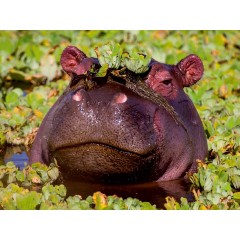 CALVENDO Puzzle CALVENDO Puzzle Das Flusspferd hat sich eine Krone aufgesetzt. Пазл CALVENDO Puzzle Бегемот надел корону.