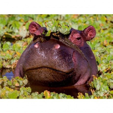CALVENDO Puzzle CALVENDO Puzzle Das Flusspferd hat sich eine Krone aufgesetzt. Пазл CALVENDO Puzzle Бегемот надел корону.