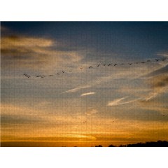 CALVENDO Puzzle CALVENDO Puzzle Das Setzen von Sonne und Krane Пазл CALVENDO Puzzle Заходящее солнце и журавли