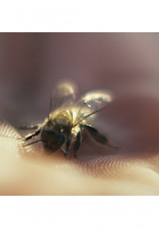 GUERLAIN GUERLAIN ABEILLE ROYALE MATTIFYING DAY CREAM Gesichtscreme transparent GUERLAIN ABEILLE ROYALE MATTIFYING DAY CREAM крем для лица