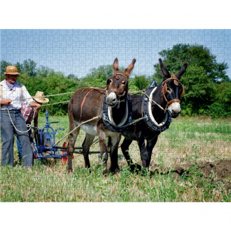 CALVENDO Puzzle CALVENDO Puzzle Feldarbeit mit zwei Eseln Пазл CALVENDO Puzzle Работа в поле с двумя осликами