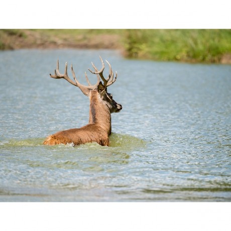 CALVENDO Puzzle CALVENDO Puzzle Emotionale Momente: Hirschbrunft. Part III. Пазл CALVENDO Пазл Эмоциональные моменты: Оленья гонка. Часть 3