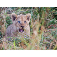 CALVENDO Puzzle CALVENDO Puzzle Emotionale Momente: Lowenbabys Пазл CALVENDO Puzzle Эмоциональные моменты: Львята