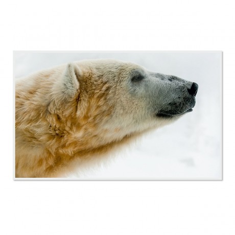 CALVENDO Puzzle CALVENDO Puzzle Emotionale Momente: Der Eisbar. \/ CH-Version Пазл CALVENDO Пазл Эмоциональные моменты: ледяной бар. \/ версия CH