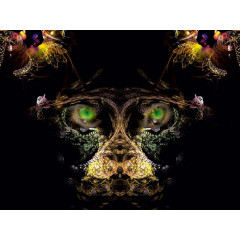 CALVENDO Puzzle CALVENDO Puzzle der Affe Пазл CALVENDO Пазл обезьянка