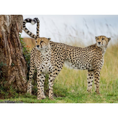 CALVENDO Puzzle CALVENDO Puzzle Geparden Пазл CALVENDO Пазл гепарды