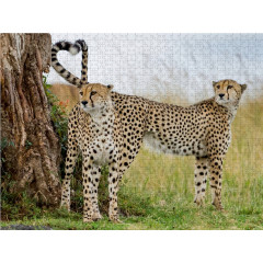 CALVENDO Puzzle CALVENDO Puzzle Geparden Пазл CALVENDO Пазл гепарды