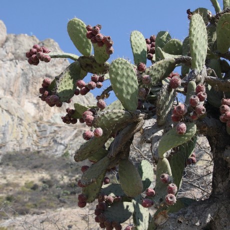 neemen CLEAN  ЧИСТЫЙ