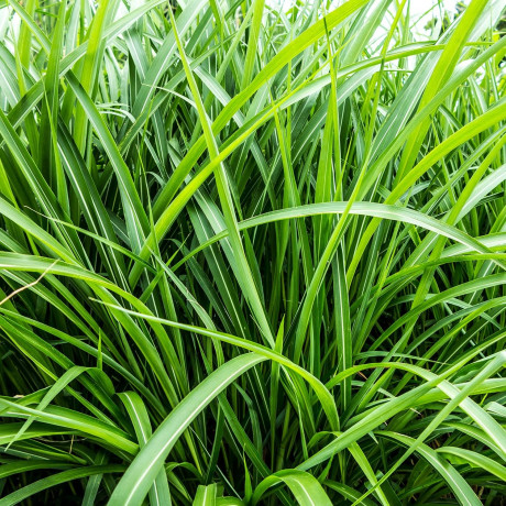 WELEDA Shower Gel For Man Energy 200 ml Гель для душа WELEDA Энергия для мужчин, 200 мл