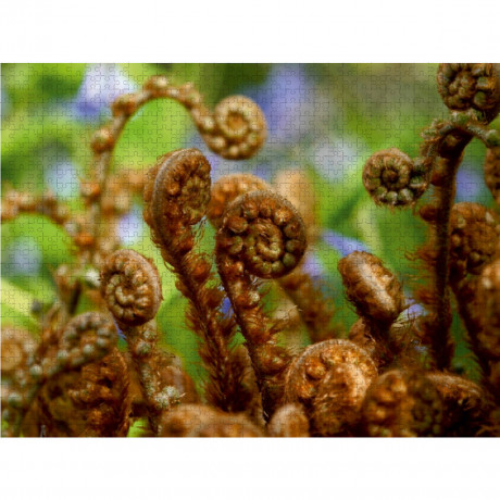 CALVENDO Puzzle CALVENDO Puzzle Farnkringel Пазл CALVENDO Пазл Папоротник круги