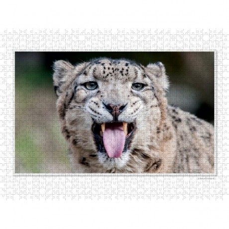 CALVENDO Puzzle CALVENDO Puzzle Emotionale Momente: Grosse Raubkatzen der Welt. Пазл CALVENDO Пазл Эмоциональные моменты: Большие хищники в мире.