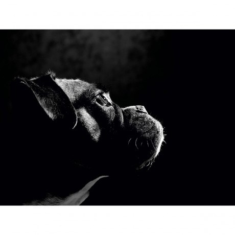 CALVENDO Puzzle CALVENDO Puzzle Nelly Пазл CALVENDO Пазл Нелли