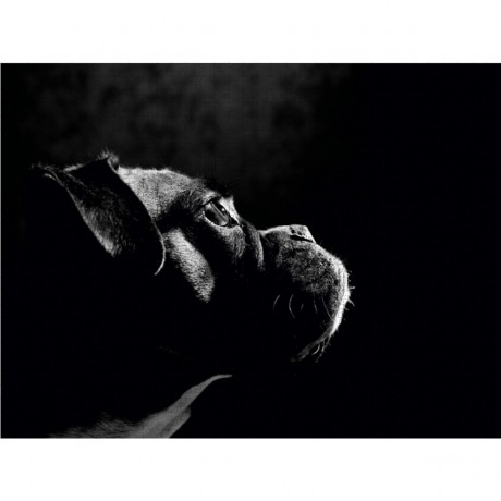 CALVENDO Puzzle CALVENDO Puzzle Nelly Пазл CALVENDO Пазл Нелли