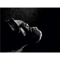 CALVENDO Puzzle CALVENDO Puzzle Nelly Пазл CALVENDO Пазл Нелли