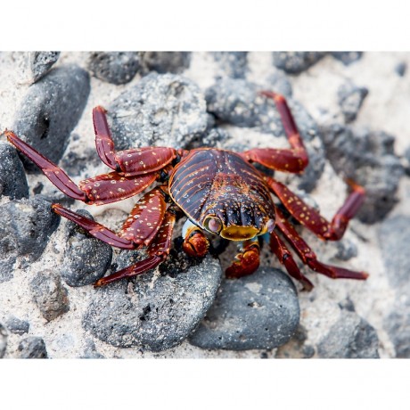 CALVENDO Puzzle CALVENDO Puzzle Rote Klippenkrabbe ( Grapsus grapsus) auf der Galapagos Insel Floreana Пазл CALVENDO Puzzle Красный скальный краб (Grapsus grapsus) на галапагосском острове Флореана