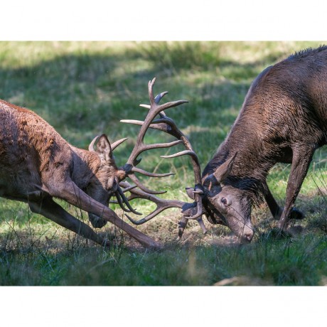 CALVENDO Puzzle CALVENDO Puzzle Noch liefern sich die Beihirsche nur Scheingefechte. Головоломка CALVENDO Puzzle На данный момент собратья-олени участвуют в тренировочных битвах.