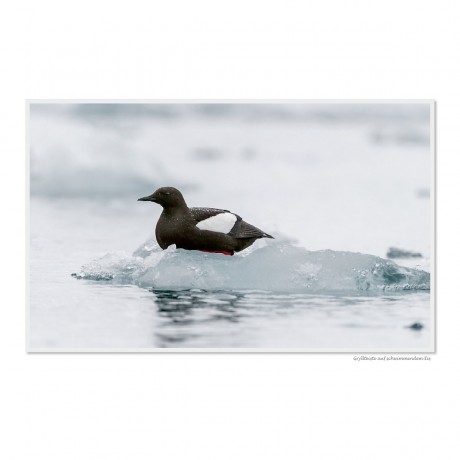 CALVENDO Puzzle CALVENDO Puzzle Emotionale Momente: Die Tierwelt der Arktis \/ CH-Version Пазл CALVENDO Puzzle Emotional Moments: The Animal World of the Arctic / CH version