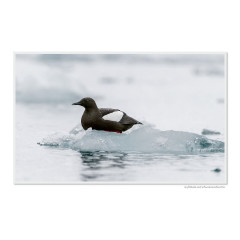CALVENDO Puzzle CALVENDO Puzzle Emotionale Momente: Die Tierwelt der Arktis \/ CH-Version Пазл CALVENDO Puzzle Emotional Moments: The Animal World of the Arctic / CH version