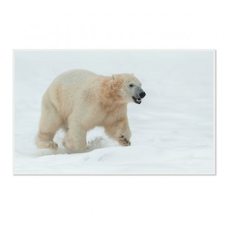 CALVENDO Puzzle CALVENDO Puzzle Emotionale Momente: Der Eisbar. \/ CH-Version Пазл CALVENDO Пазл Эмоциональные моменты: ледяной бар. \/ версия CH