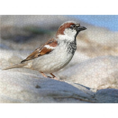 CALVENDO Puzzle CALVENDO Puzzle Spatz Mannchen Пазл CALVENDO Пазл Воробей