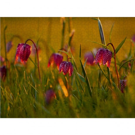 CALVENDO Puzzle CALVENDO Puzzle Kleine Laternen Пазл CALVENDO Пазл Маленькие фонарики