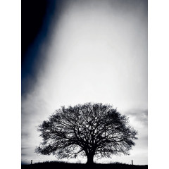 CALVENDO Puzzle CALVENDO Puzzle Marz: Die ersten Fruhlingssturme toben uber das Land und kunden vom Fruhling. Пазл CALVENDO Puzzle March: Первые весенние грозы бушуют по стране и весть о весне.