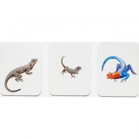 Laurence King Verlag Tierfamilien-Memo Памятка о семье животных