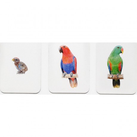 Laurence King Verlag Tierfamilien-Memo Памятка о семье животных