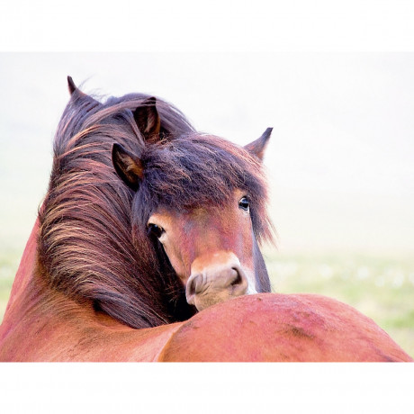 CALVENDO Puzzle CALVENDO Puzzle Islandpferde Пазл CALVENDO Пазл Исландские лошади