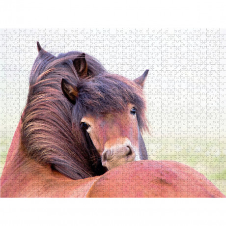 CALVENDO Puzzle CALVENDO Puzzle Islandpferde Пазл CALVENDO Пазл Исландские лошади