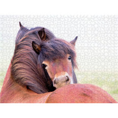 CALVENDO Puzzle CALVENDO Puzzle Islandpferde Пазл CALVENDO Пазл Исландские лошади