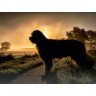 CALVENDO Puzzle CALVENDO Puzzle Briard im Sonnenaufgang Пазл CALVENDO Puzzle Бриар на рассвете