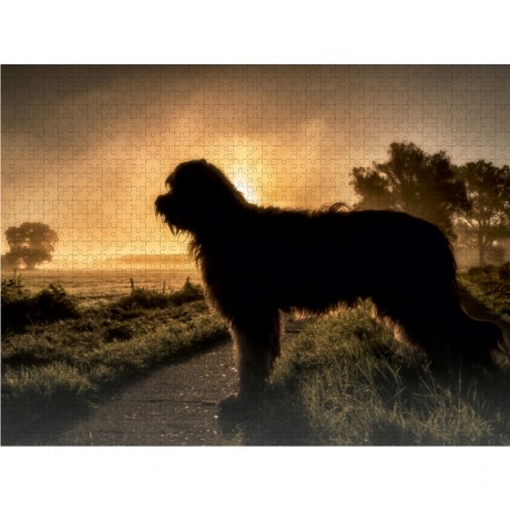CALVENDO Puzzle CALVENDO Puzzle Briard im Sonnenaufgang Пазл CALVENDO Puzzle Бриар на рассвете