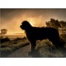 CALVENDO Puzzle CALVENDO Puzzle Briard im Sonnenaufgang Пазл CALVENDO Puzzle Бриар на рассвете