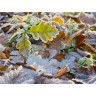 CALVENDO Puzzle CALVENDO Puzzle Laubblatter vom Frost gezuckert Пазл CALVENDO Puzzle Листья