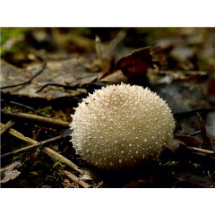 CALVENDO Puzzle CALVENDO Puzzle Pilzigel Пазл CALVENDO Пазл гриб ёжик