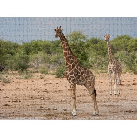 CALVENDO Puzzle CALVENDO Puzzle Giraffen im Etosha Nationalpark Пазл CALVENDO Puzzle Giraffes в национальном парке Этоша