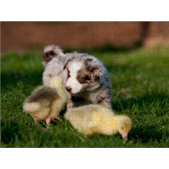 CALVENDO Puzzle CALVENDO Puzzle Alle meine Ganschen Пазл CALVENDO Puzzle Все мои гусята