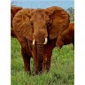 CALVENDO Puzzle CALVENDO Puzzle Elefant....auf Safari Пазл CALVENDO Puzzle слон....на сафари