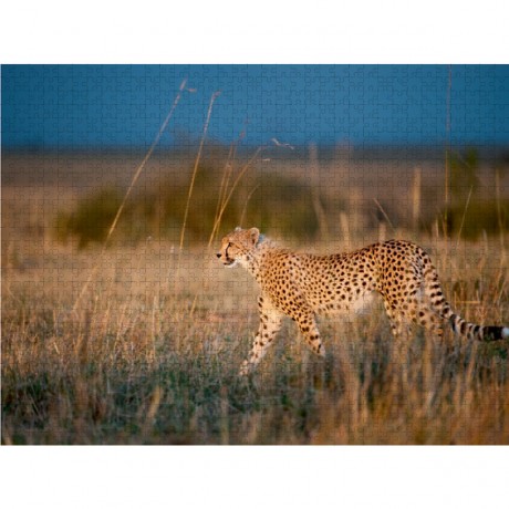 CALVENDO Puzzle CALVENDO Puzzle Das Abendlicht zaubert einen wunderbar warmen Farbton auf das Gesicht des Geparden. Головоломка CALVENDO Puzzle Вечерний свет создает на морде гепарда удивительно теплые тона.