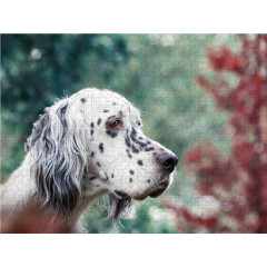 CALVENDO Puzzle CALVENDO Puzzle Bluebelton English Setter Hundin Пазл CALVENDO Puzzle Bluebelton Английский сеттер сука