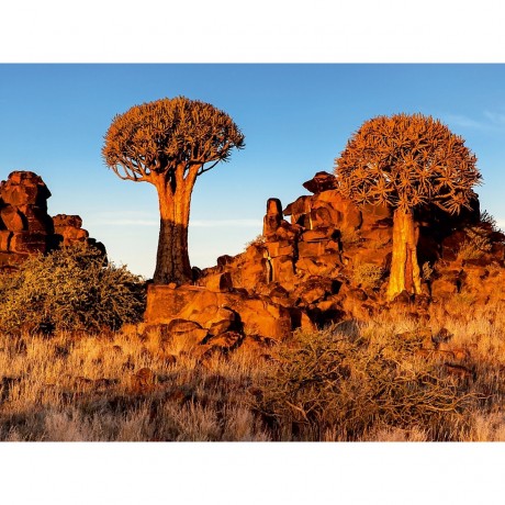 CALVENDO Puzzle CALVENDO Puzzle Kocherbaum im Abendlicht in der Namib Wuste in Namibia Пазл CALVENDO Пазл Кохербаум в вечернем свете в пустыне Намиб в Намибии