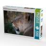 CALVENDO Puzzle CALVENDO Puzzle Emotionale Momente: Lowengesichter Пазл CALVENDO Puzzle Эмоциональные моменты: львиные морды