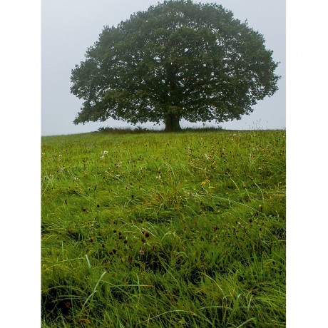 CALVENDO Puzzle CALVENDO Puzzle November: Nebel ziehen uber die Eiche. Der Winter naht. Пазл CALVENDO Пазл Ноябрь: Над дубом стелется туман. Зима приближается.