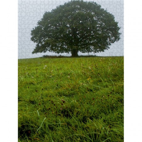 CALVENDO Puzzle CALVENDO Puzzle November: Nebel ziehen uber die Eiche. Der Winter naht. Пазл CALVENDO Пазл Ноябрь: Над дубом стелется туман. Зима приближается.