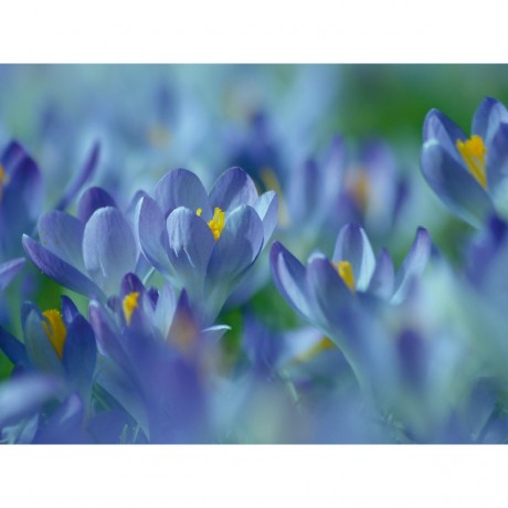 CALVENDO Puzzle CALVENDO Puzzle Fruhlingstraum in Blau Пазл CALVENDO Пазл весенний сон в синем цвете