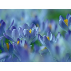 CALVENDO Puzzle CALVENDO Puzzle Fruhlingstraum in Blau Пазл CALVENDO Пазл весенний сон в синем цвете