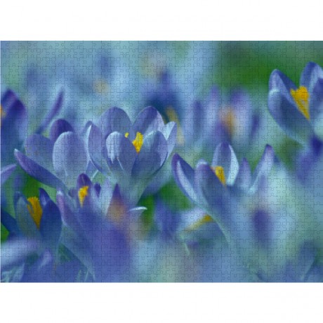 CALVENDO Puzzle CALVENDO Puzzle Fruhlingstraum in Blau Пазл CALVENDO Пазл весенний сон в синем цвете